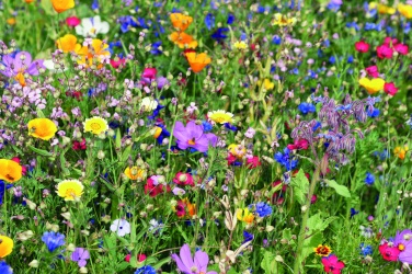 Logo trade corporate gifts image of: Mix flowerseeds disc
